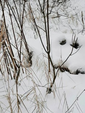 Kış ormanında karlı bitkiler