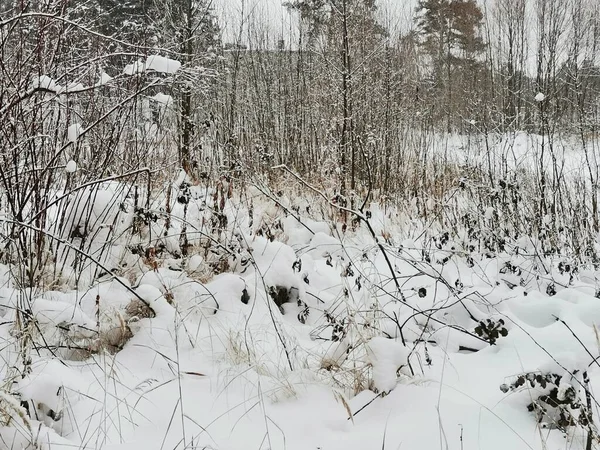 Sněžné Rostliny Stromy Zimním Parku — Stock fotografie