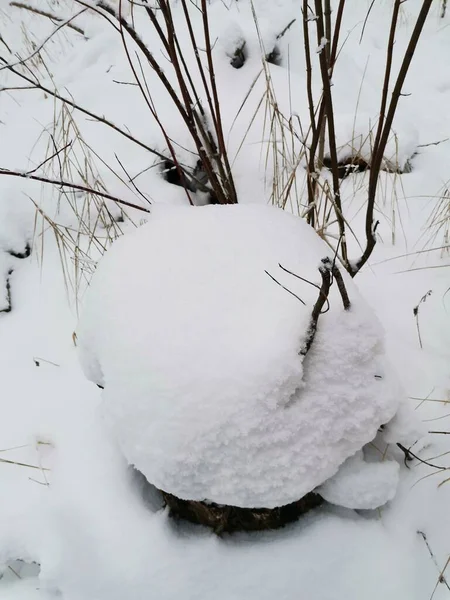 Snöig Stubbe Vinterskogen — Stockfoto