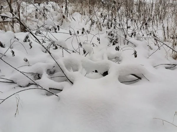 雪の下で植物や木と美しい冬の風景 — ストック写真