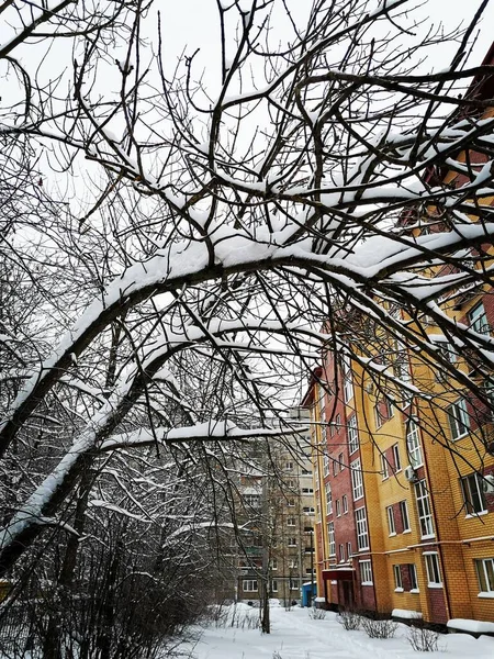 Арка Снежных Деревьев Зимнем Городе — стоковое фото