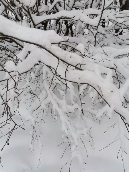Větve Větvičky Pod Sněhobílou Pokrývkou — Stock fotografie