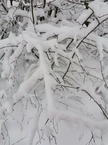 Зимові Пейзажі Білим Пухнастим Снігом Гілках — стокове фото