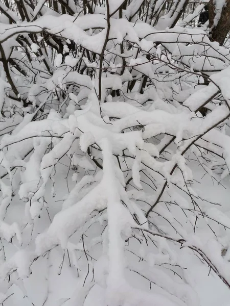 Снежные Кусты Парке Февраля — стоковое фото