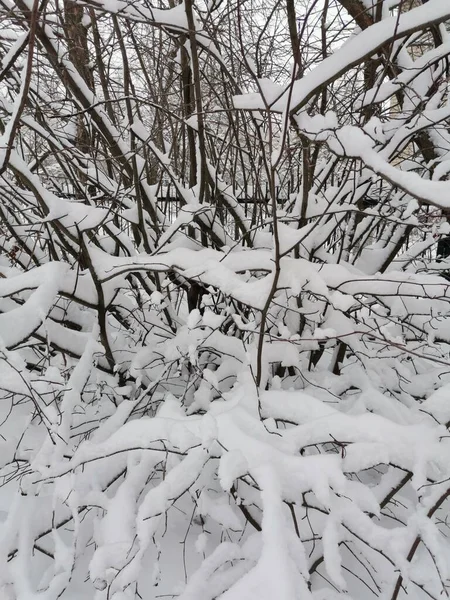 Las Ramas Nevadas Febrero Día —  Fotos de Stock