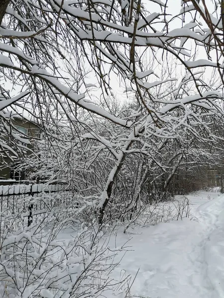 雪の枝のアーチ 公園内の道 — ストック写真