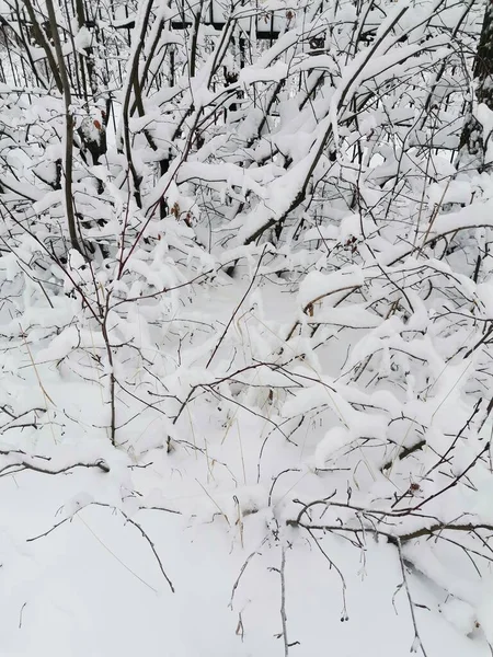 Hermosas Ramas Blancas Esponjosas Nieve Parque —  Fotos de Stock