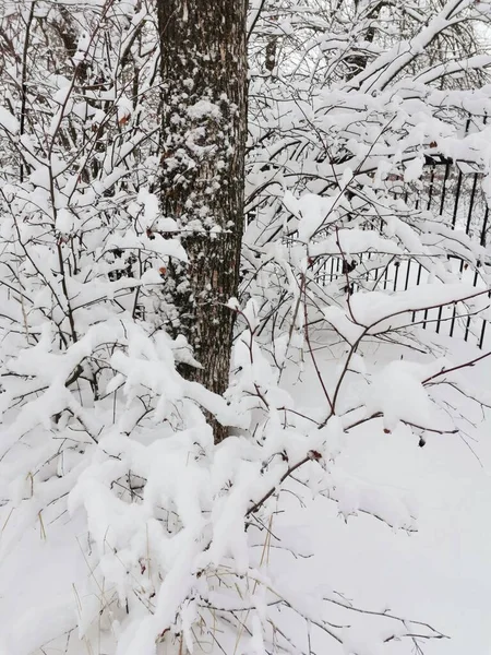 Tronco Árbol Arbustos Nieve Blanca —  Fotos de Stock