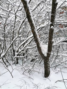 Kardan sonra bir ağaç gövdesi.