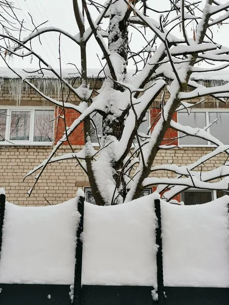 2月の木 雪のフェンスと家 — ストック写真