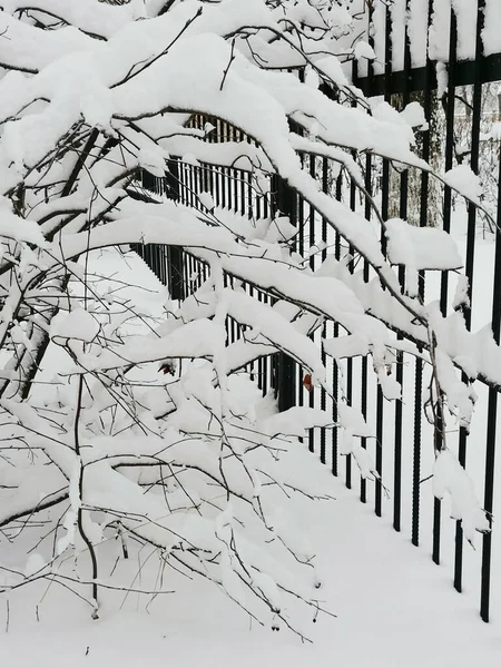 Snowy Branches Black Fence Park — Stock Photo, Image