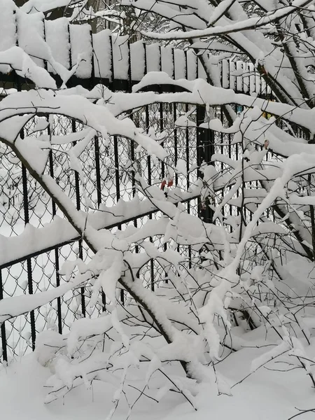 枝や金属製のフェンスに白い雪 — ストック写真