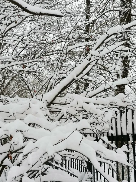 View Snowy Trees Snowstorm — Stock Photo, Image
