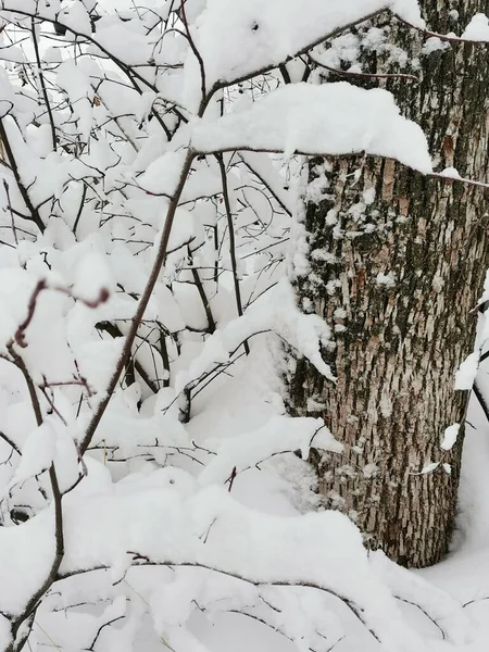 Snöiga Buskar Och Trädstam Parken — Stockfoto