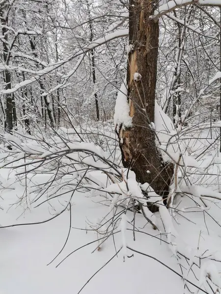 Tronco Árbol Ramas Nieve Blanca —  Fotos de Stock