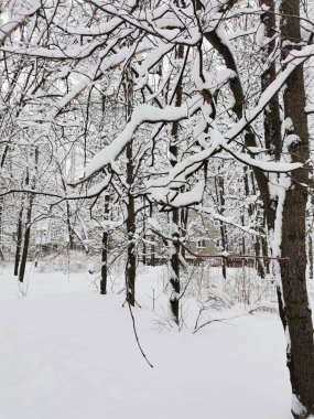 Karla kaplı ağaçlar, kışlık şehirlerde evler