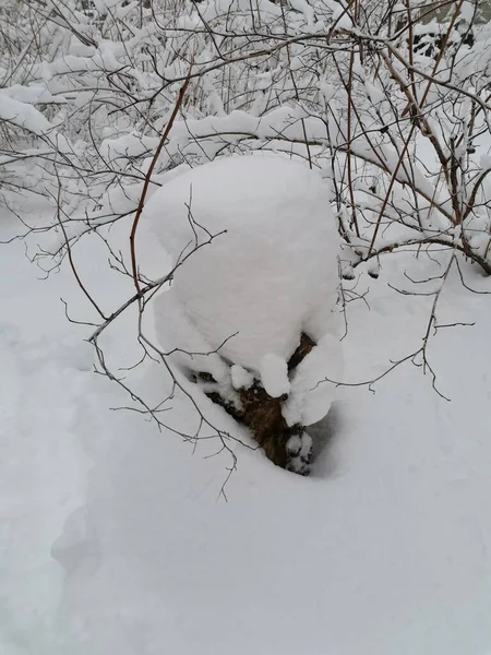 Snöig Stubbe Skogen — Stockfoto
