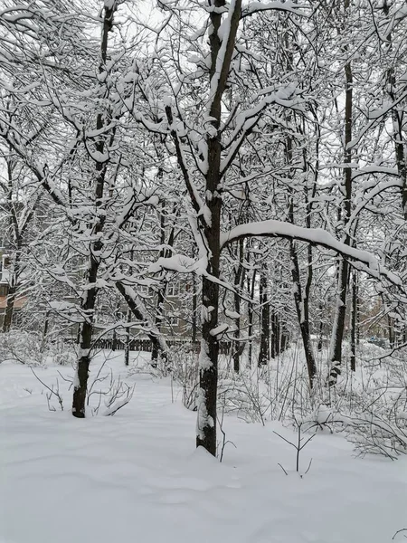 Träd Täckta Vit Snö — Stockfoto