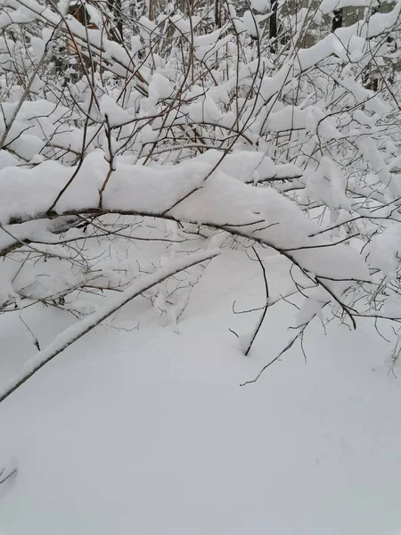 Branche Arbre Dans Neige Blanche — Photo
