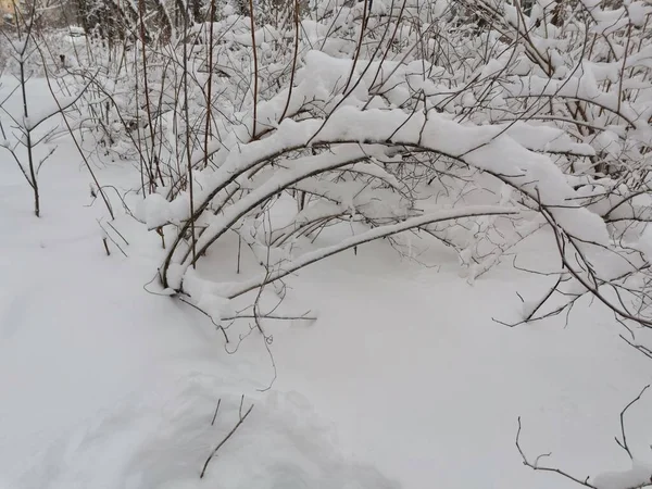 Дуга Кущів Снігу — стокове фото