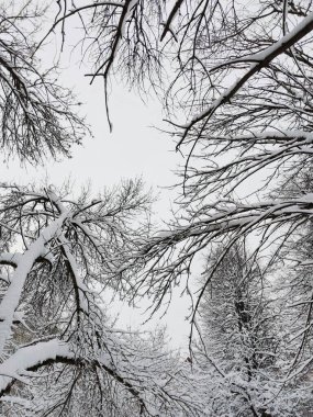 Kış gökyüzü ve ağaçların karlı dalları