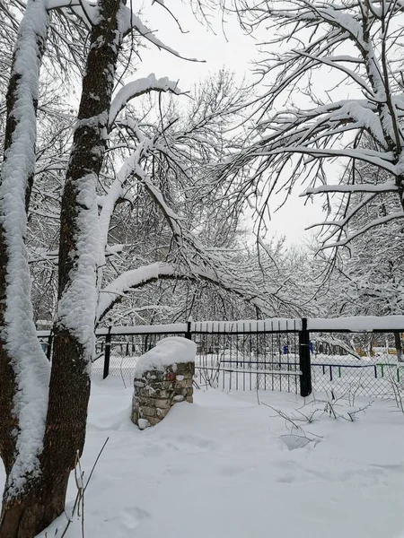 Winter Park Trees Stone Snowfall — Stock Photo, Image