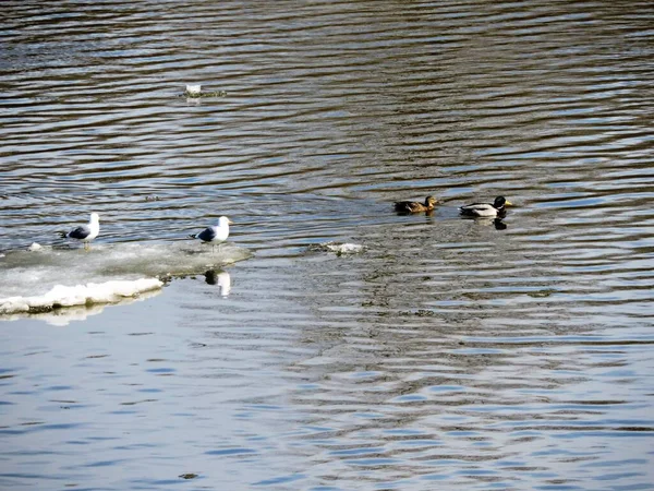 Mewy Kaczki Rzece Wiosna — Zdjęcie stockowe