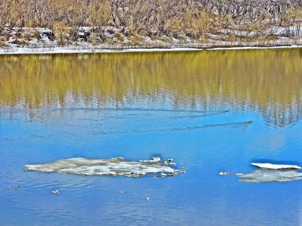 Wiosenna Rzeka Wybrzeże Topniejącym Śniegiem — Zdjęcie stockowe