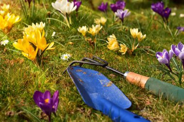 Mavi bir kürekle yukarıdan çimenler ve çiçekler