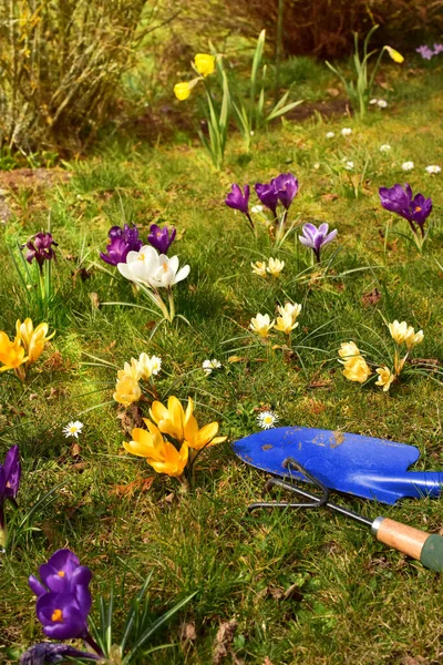 Grass and flowers from above with a blue shovel — Stockfoto