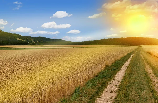 ripe wheat field panorama rural area idyllic