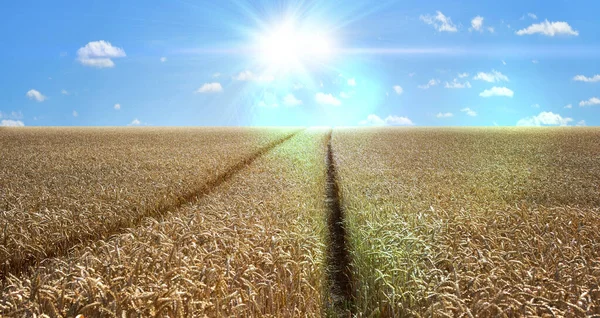 Ripe Wheat Field Panorama Rural Area Idyllic — Stockfoto