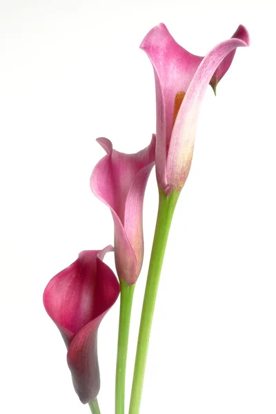 Calla — Stock Photo, Image