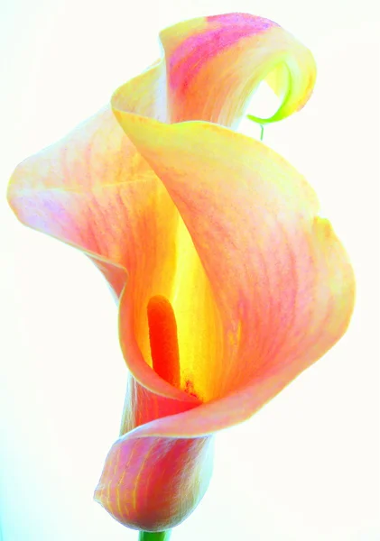 Calla colorido Imagens De Bancos De Imagens