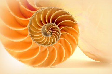 Nautilus