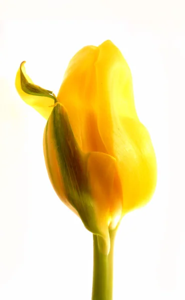 Жовтий tulip — стокове фото