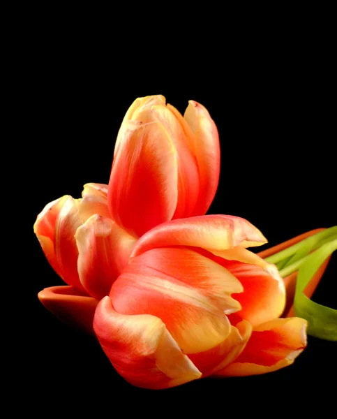 Tulips — Stock Photo, Image