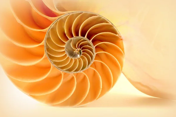 Nautilus