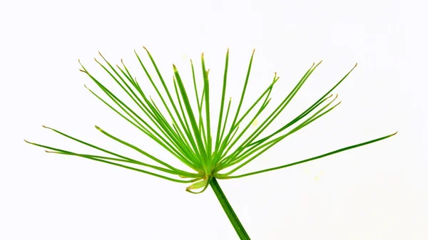 Siprus rumput — Stok Foto