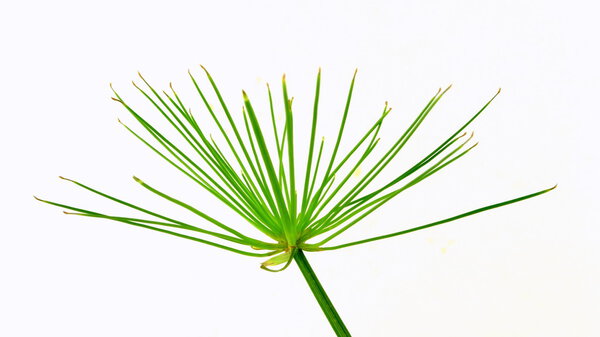 cyprus grass