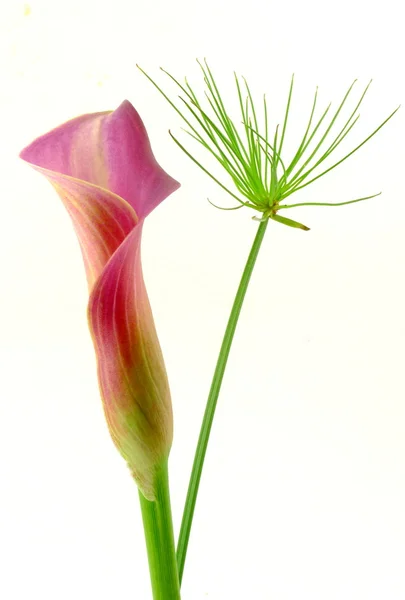 Calla with cyprus grass — Stock Photo, Image