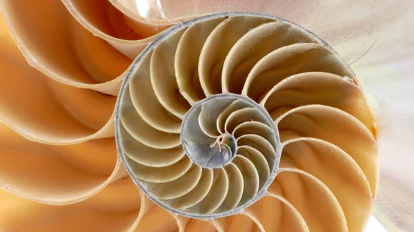 Nautilus