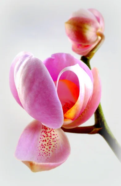 Орхідеї Ліцензійні Стокові Фото