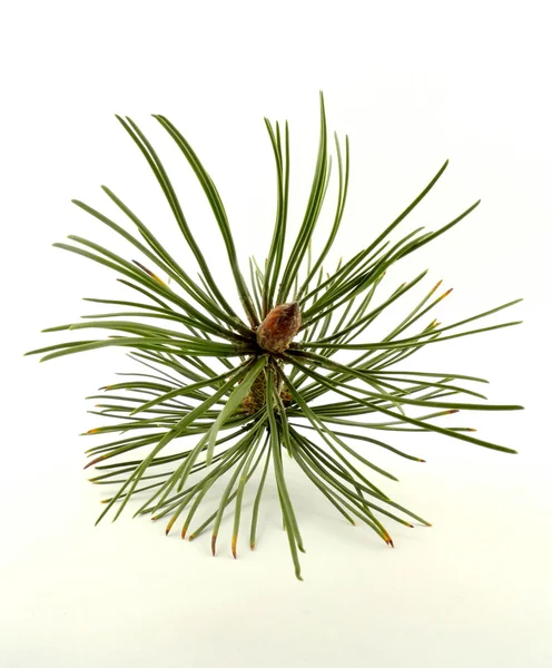 Mountain pine — Stockfoto