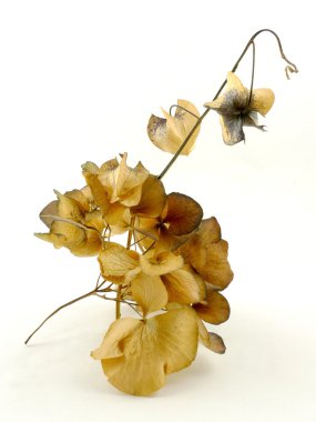 Ortanca physalis ile