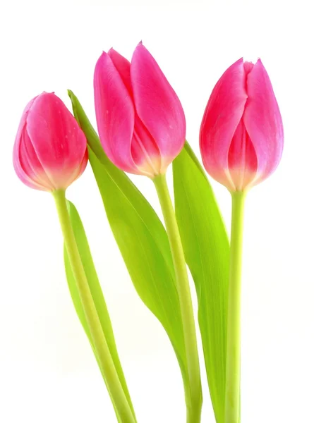 Rosa Tulpen — Stockfoto