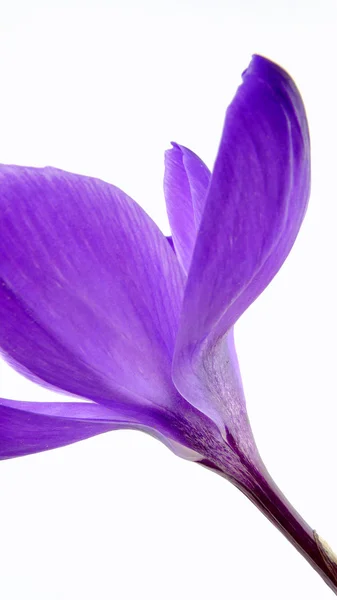 Crocus — Stockfoto