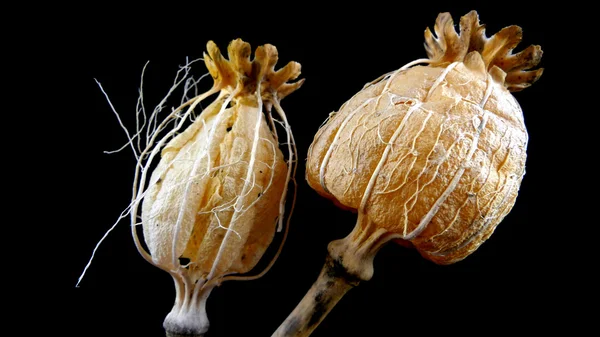 Poppy capsules — Stock Photo, Image