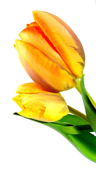 Tulpe — Stockfoto