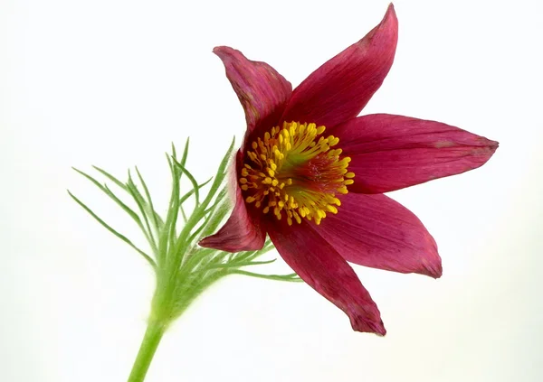 Anemone pulsatilla — Stock Photo, Image